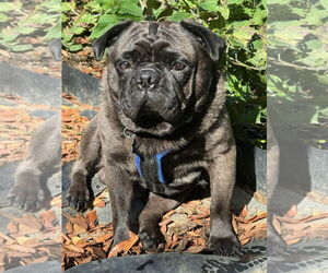 Pug Dogs for adoption in Elizabeth City, NC, USA