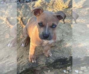 - Mix Dogs for adoption in Coralville, IA, USA