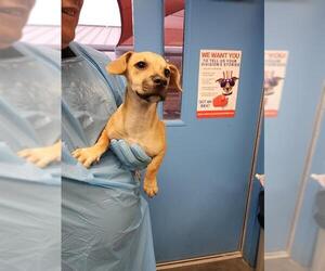 Mutt Dogs for adoption in San Antonio, TX, USA