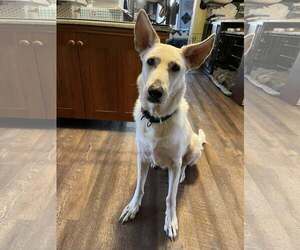 - Mix Dogs for adoption in Hoffman Estates, IL, USA