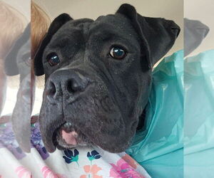 American Staffordshire Terrier-Boxer Mix Dogs for adoption in Lake Forest, CA, USA