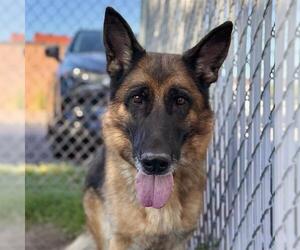 German Shepherd Dog Dogs for adoption in Aurora, CO, USA