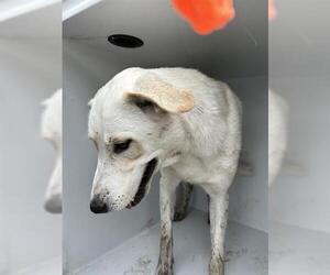 Labrador Retriever-Unknown Mix Dogs for adoption in Houston, TX, USA