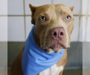 American Staffordshire Terrier-Unknown Mix Dogs for adoption in San Antonio, TX, USA