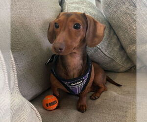Dachshund Dogs for adoption in Weston, FL, USA