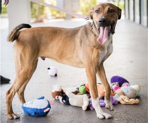 German Shepherd Dog-Unknown Mix Dogs for adoption in Royal Palm Beach, FL, USA