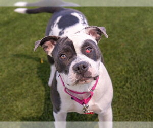 Mutt Dogs for adoption in Martinez, CA, USA