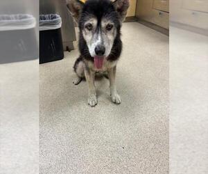 Siberian Husky-Unknown Mix Dogs for adoption in Riverside, CA, USA