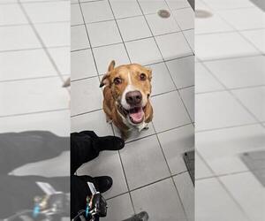 Labrador Retriever-Unknown Mix Dogs for adoption in Corpus Christi, TX, USA