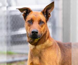 Doberman Pinscher-German Shepherd Dog Mix Dogs for adoption in Camarillo, CA, USA