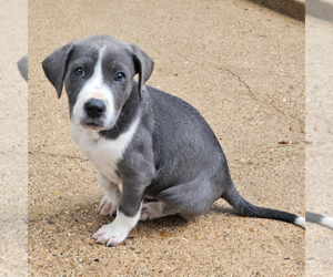 Labrador Retriever-Unknown Mix Dogs for adoption in Sterling, MA, USA