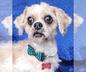 Shih Tzu-Unknown Mix Dogs for adoption in Cuba, NY, USA