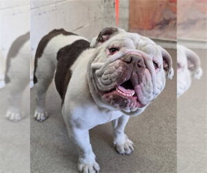Bulldog Dogs for adoption in San Bernardino, CA, USA