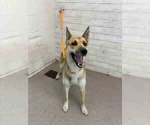 German Shepherd Dog Dogs for adoption in San Bernardino, CA, USA