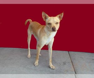 Chihuahua Dogs for adoption in Pasadena, CA, USA