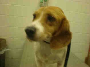 Beagle Dogs for adoption in Peoria, IL, USA