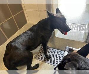 Shollie Dogs for adoption in San Martin, CA, USA