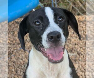 Mutt Dogs for adoption in Anniston, AL, USA