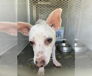 Chihuahua Dogs for adoption in Bakersfield, CA, USA