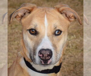 Huskies -Unknown Mix Dogs for adoption in Huntley, IL, USA
