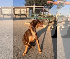 Australian Kelpie-Unknown Mix Dogs for adoption in Pleasanton, TX, USA
