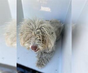 Poodle (Miniature) Dogs for adoption in Houston, TX, USA