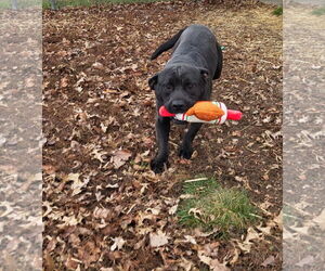 American Pit Bull Terrier Dogs for adoption in Fairfield, IL, USA