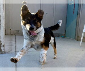 Mutt Dogs for adoption in Santa Cruz, CA, USA