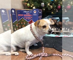 Chihuahua-Unknown Mix Dogs for adoption in Amarillo, TX, USA