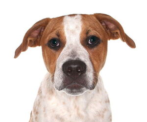 Beagle-English Springer Spaniel Mix Dogs for adoption in Oakland Park, FL, USA