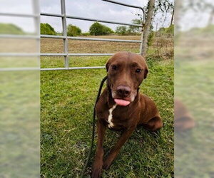Labrador Retriever-Unknown Mix Dogs for adoption in Frisco, CO, USA