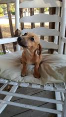 Chiweenie Dogs for adoption in Fond du Lac, WI, USA