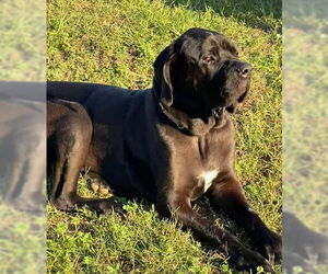 Fila Brasileiro Dogs for adoption in Jasper, AL, USA