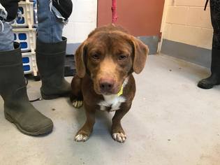 Basset Hound Dogs for adoption in Beckley, WV, USA