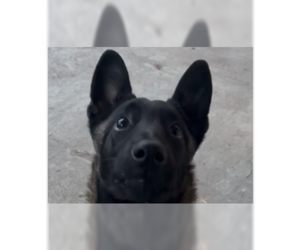 Medium Photo #1 Mutt Puppy For Sale in Imlay City, MI, USA