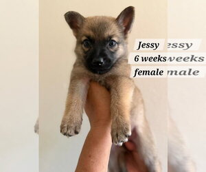 Chihuahua-Norwegian Elkhound Mix Dogs for adoption in Virginia Beach, VA, USA