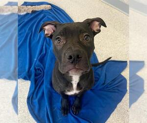 American Bulldog-Unknown Mix Dogs for adoption in Toronto, Ontario, Canada