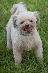 Poodle (Toy) Dogs for adoption in Miami, FL, USA