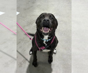 Labrador Retriever-Unknown Mix Dogs for adoption in Forestville, MD, USA