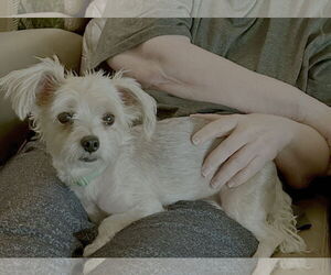 Mutt Dogs for adoption in Spring, TX, USA