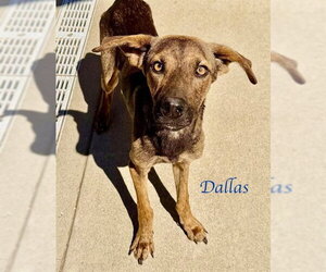 German Shepherd Dog-Unknown Mix Dogs for adoption in Sacramento, CA, USA