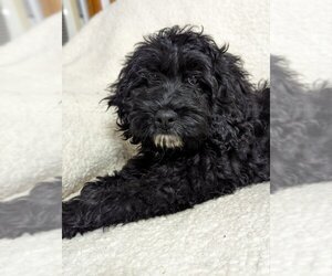 Cocker Spaniel-Unknown Mix Dogs for adoption in Attica, NY, USA