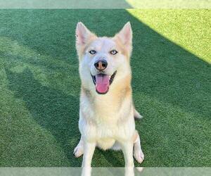 Medium Photo #1 Gerberian Shepsky Puppy For Sale in Orange, CA, USA