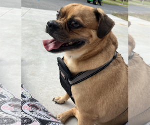 Puggle Dogs for adoption in Brooksville, FL, USA