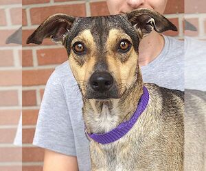 Mutt Dogs for adoption in Carrollton, TX, USA