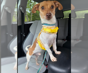 Chiweenie Dogs for adoption in Cranston, RI, USA