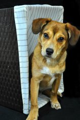 Medium Photo #1 Beagle-Unknown Mix Puppy For Sale in Brighton, TN, USA
