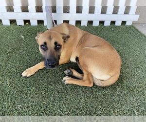 Mutt Dogs for adoption in Modesto, CA, USA