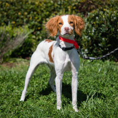 Brittany Dogs for adoption in Alpharetta, GA, USA