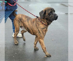 Fila Brasileiro Dogs for adoption in Jasper, AL, USA